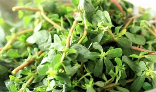 马齿苋祛痘方法 大家可以了解一下