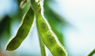 毛豆怎么保存种子 毛豆如何保存种子