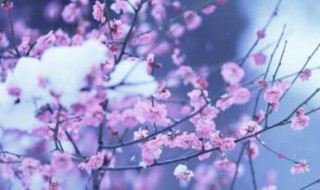 描写梅花的句子或段落 描写梅花的古诗