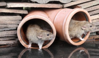 如何让老鼠自动离开 这些方法都可以