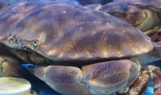 面包蟹好吃吗 做面包蟹的方法