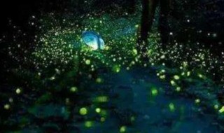 萤火虫为什么会发光呢 萤火虫发光的原因