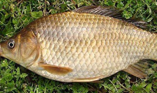 鲫鱼吃什么食物 鲫鱼吃的食物介绍