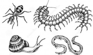 蜈蚣为什么会爬到床上 蜈蚣会爬到床上的原因