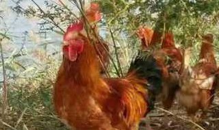 喂鸡的土方法 喂鸡小妙招