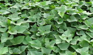 地瓜秧的制作方法 地瓜秧的做法