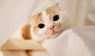 让猫咪舒服的方法 怎样抚摸猫咪会让它很舒服