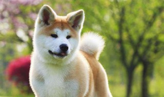 秋田犬为什么禁养 秋田犬为什么会被列入禁养名单