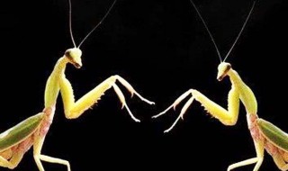 母螳螂为什么要吃掉公螳螂 母螳螂吃掉公螳螂的原因