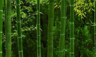 如何养竹子 养殖竹子的方法