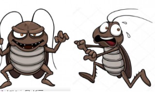 蟑螂最怕什么 怎么消灭蟑螂?