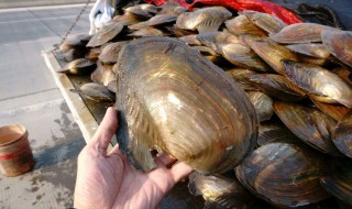 如何在家养河蚌 河蚌怎么养