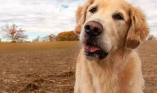 狗狗眼屎多该如何处理 狗狗眼屎多的处理方法