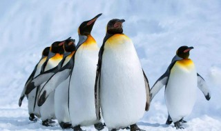 最大的企鹅 它的特点是什么