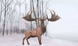 麋鹿的寓意和象征 具体是什么