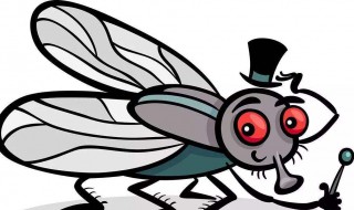 苍蝇为什么喜欢往人身上飞 苍蝇喜欢往人身上飞的原因