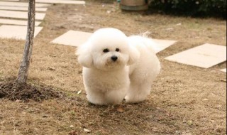 为什么比熊养公不养母 比熊养公不养母的原因