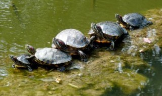 龟虽寿原文及字词翻译 龟虽寿的鉴赏