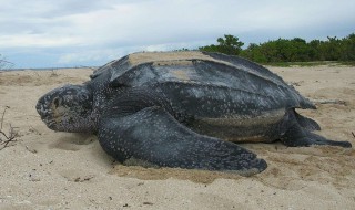 体型最大的海龟是什么龟 棱皮龟介绍