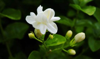 茉莉花家庭养殖方法 怎么养茉莉花