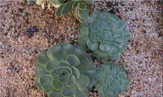 纯沙子养多肉 纯沙子养多肉有啥缺点
