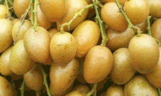 老盐黄皮水的制作方法 老盐黄皮水的制作步骤