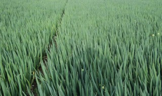 分葱最好种植方法 分葱最好种植方法有哪些