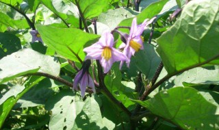 茄子开花后怎样管理 茄子开花后管理方法介绍