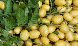 冰糖黄皮果腌制方法 冰糖黄皮果怎么腌制