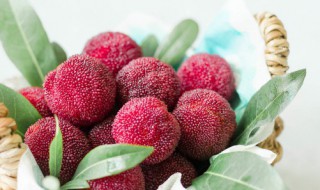 腌制杨梅干制作方法 教你腌制杨梅干制作方法