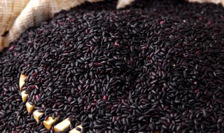 黑米真假的鉴别方法 黑米怎么鉴别真假