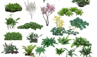 灌木是什么意思 什么是灌木