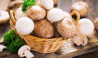 提莫炖蘑菇是什么意思 提莫炖蘑菇的含义