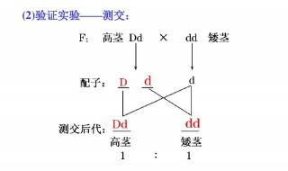 测交通俗解释 测交是什么