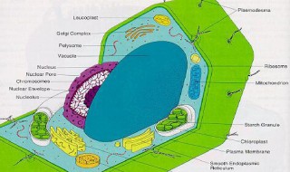 原生质体和原生质层分别是什么 原生质体和原生质层介绍