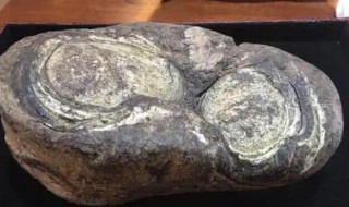 龙涎香是什么颜色 龙涎香的简单介绍