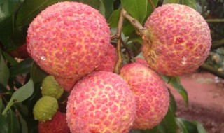 荔枝蒂蛀虫最新防治方法 荔枝简介