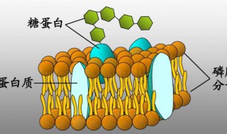 高中糖蛋白的三大功能是什么 高中糖蛋白的三大功能介绍