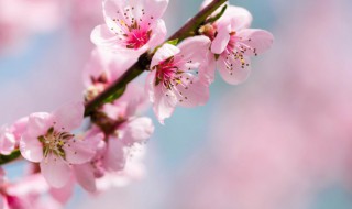 桃花劫什么意思 桃花劫的含义