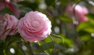 鲜花隔天送人如何保鲜 鲜花如何保鲜