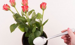 鲜花保鲜剂的正确使用方法 鲜花保鲜剂的使用方法