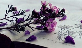 一段线是本科还是专科 一段线解释