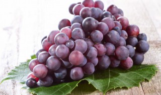 关于葡萄的诗句 关于葡萄的诗句精选