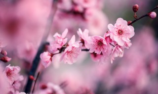 关于梅兰竹菊的诗句 关于梅兰竹菊的诗句精选