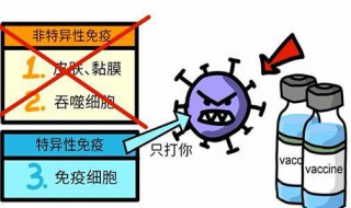 灭活是什么意思 灭活是指什么