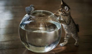 动物怎么写 怎么写好动物作文