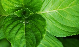 关于六月的诗句 关于六月的相关诗句