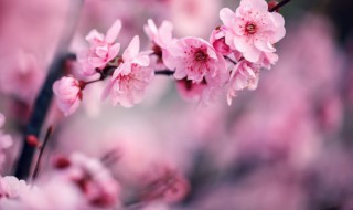 关于梅花的格言 梅花的名言介绍