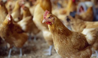 养鸡最快的方法增肥 养鸡如何增肥