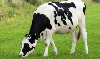 母牛预产期计算方法 母牛预产期计算方法介绍